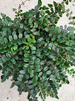 Pellaea rotundifolia