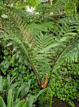 Didymochlaena truncatula