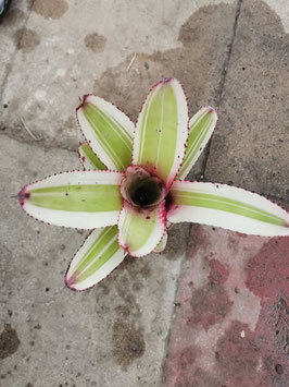 Aechmea "Grove´s marginated"