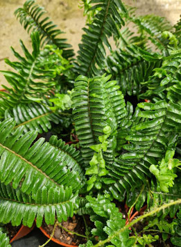 Nephrolepis obliterata "Chester"