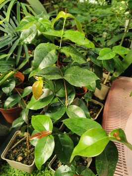 Eugenia uniflora