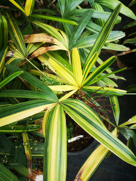Rhapis excelsa variegata