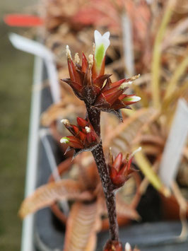 Orthophytum argentum