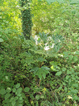 Fatsia japonica