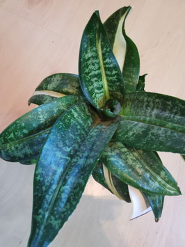 Sansevieria hahnii "Spiral Stars"
