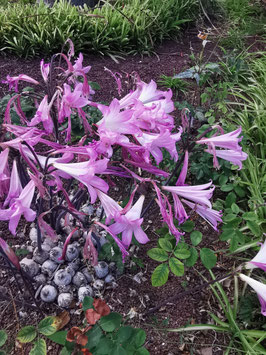 Amaryllis belladonna