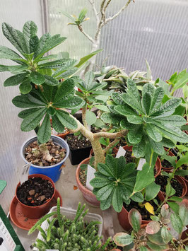 Dorstenia gigas