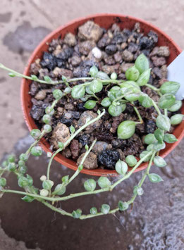 Senecio rowleyanus variegata