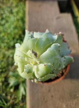 Echeveria shaviana