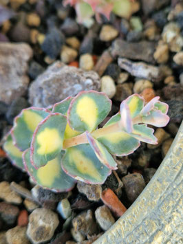 Sedum sieboldii "Mediovariegatum"