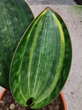 Sansevieria masoniana "Aureo variegata"