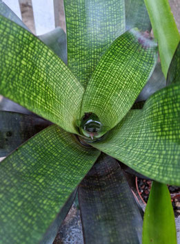 Vriesea "Tropical Night"