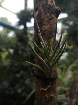 Tillandsia "Mystic Markus"