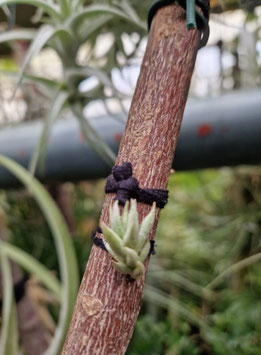 Tillandsia brealitoensis