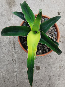 Sansevieria "Star Canary"