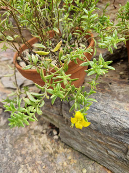 Kalanchoe jongmansii