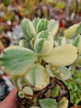 Cotyledon tomentosa variegata