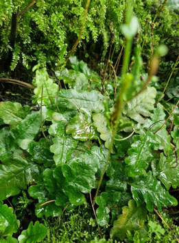 Tectaria zeylanica