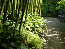 Aspidistra elatior