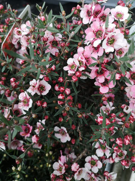 Leptospermum scoparium rosa