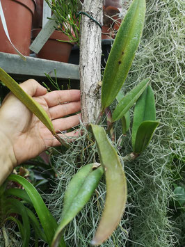 Cattleya lawrenceana "Aquinata"