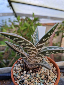 Aloe variegata