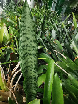 Sansevieria trifasciata