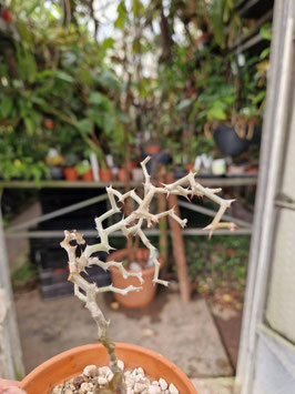 Decarya madagascariensis
