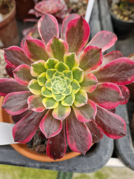 Aeonium "Morning Glow"