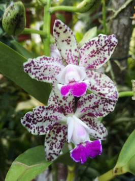 Cattleya amethystoglossa
