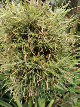 Tillandsia capillaris? #5