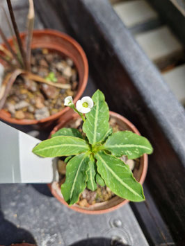 Euphorbia spannringii
