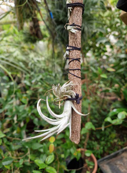 Tillandsia zecheri var. cafayatensis