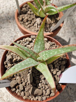 Aloe zubb