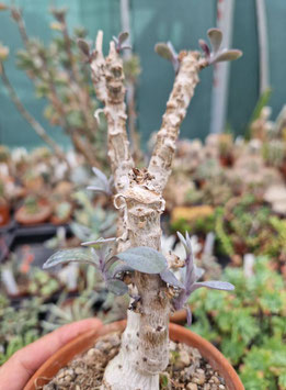 Senecio (Kleinia) fulgens
