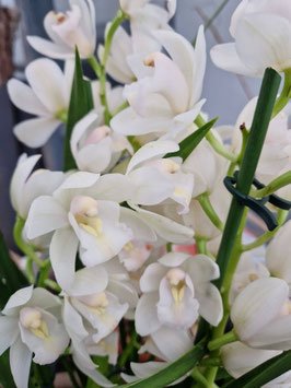 Cymbidium Hybride "Weiß"