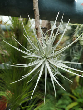 Tillandsia mima var. chiletensis