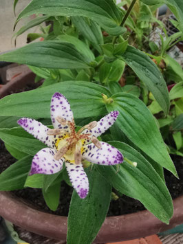 Tricyrtis hirta "Pink Freckles"
