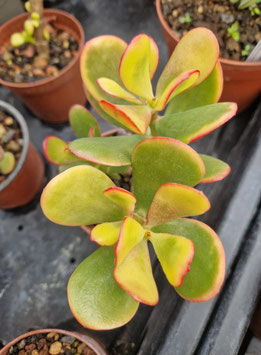 Crassula ovata "Hummel´s Sunset"