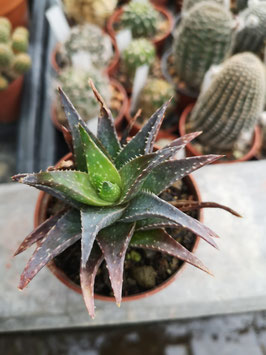 Aloe (descoingsii x rauhii) x brevifolia