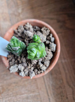 Crassula x marchandii