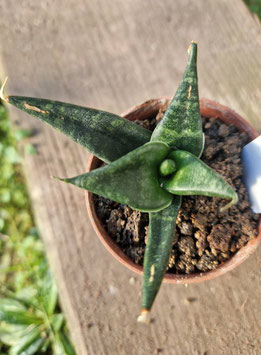 Sansevieria "Black Diamond"