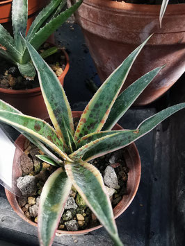 Mangave "Pineapple Punch"