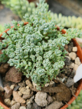 Sedum dasyphyllum minor