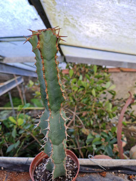 Euphorbia caerulescens