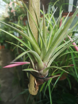 Tillandsia orogenes