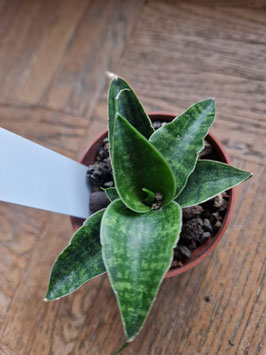 Sansevieria "Sindoro"