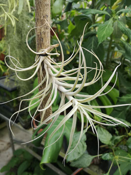 Tillandsia incarnata