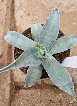 Agave ovatifolia "Vanzie"