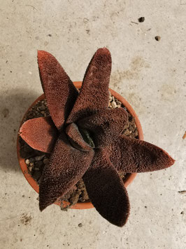 Gasteria batesiana "Barberton"